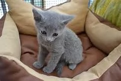 cuccioli  blu di russia adorabili cuccioli e carino maschi e femmine i nostri cuccioli sono 3 mesi 