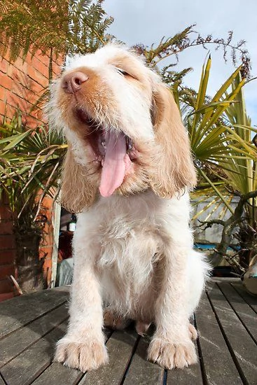 offro in regalo spinone italiano cuccioli con pedigree  cuccioli di spinone italiano siamo urgentem