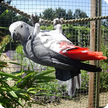 pappagalli grigi africani alla ricerca di una nouva casa  maschi e femmine per adozione  pappagal
