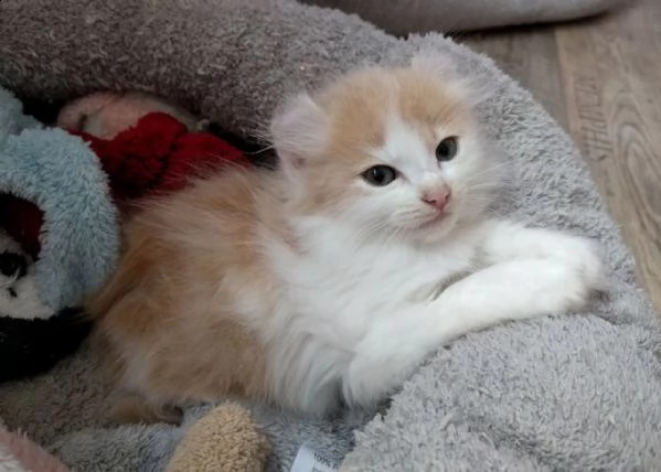cuccioli di american curl gratis  abbiamo disponibili cuccioli di american curl  maschietti e femm