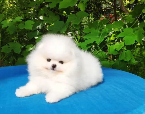 cuccioli di spitz di pomerania con pedigree enci | Foto 3