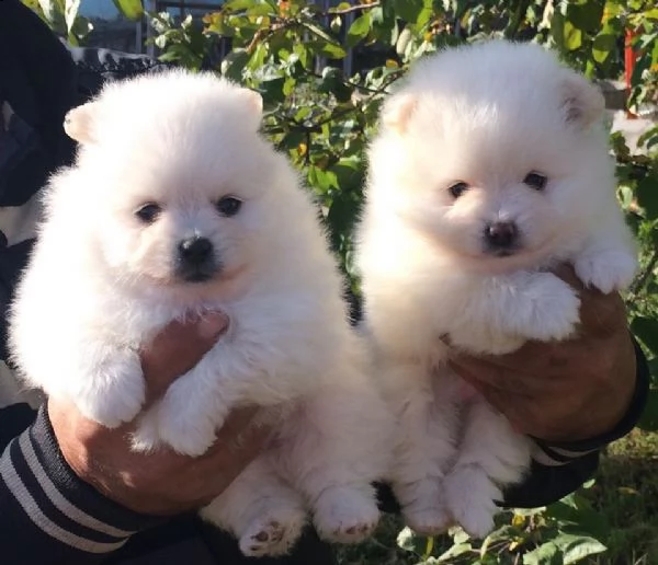 cuccioli di spitz di pomerania con pedigree enci