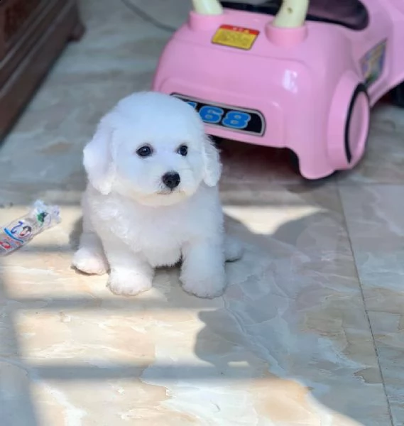 cuccioli di spitz di pomerania con pedigree enci | Foto 2