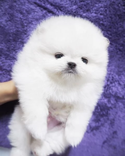cuccioli di spitz di pomerania con pedigree enci | Foto 1