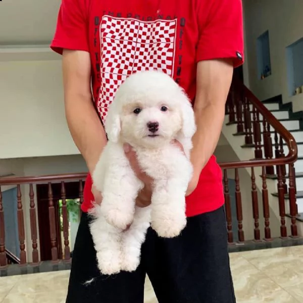 cuccioli di spitz di pomerania con pedigree enci | Foto 0