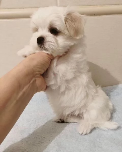 maltese toy bellissimi cuccioletto di barboncino  | Foto 6