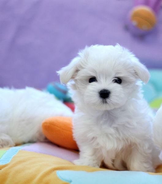 Regalo cucciolo Maltese da Privato a Padova maltese toy bellissimi cuccioletto di barboncino Regalo cucciolo Maltese da Privato a Padova maltese toy bellissimi cuccioletto di barboncino