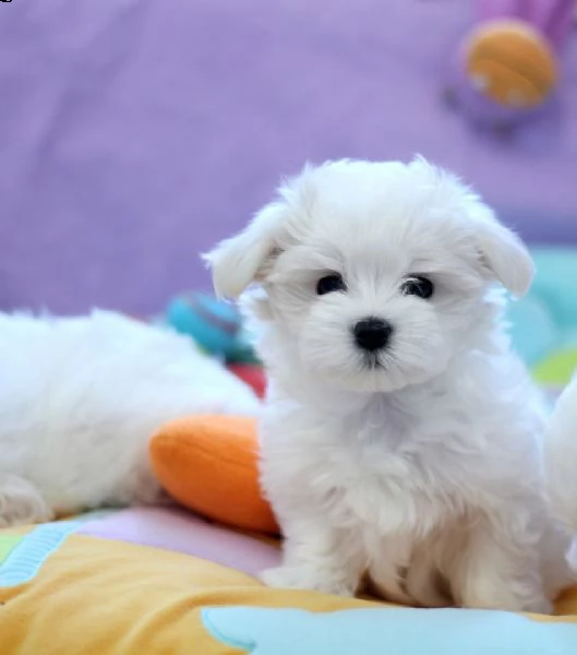 maltese toy bellissimi cuccioletto di barboncino  | Foto 5