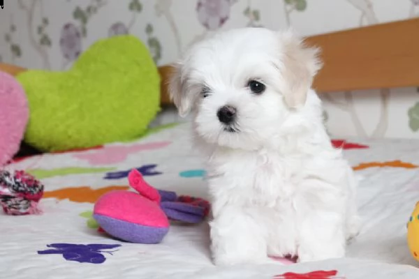maltese toy bellissimi cuccioletto di barboncino  | Foto 4