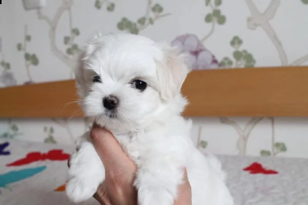 maltese toy bellissimi cuccioletto di barboncino  | Foto 3