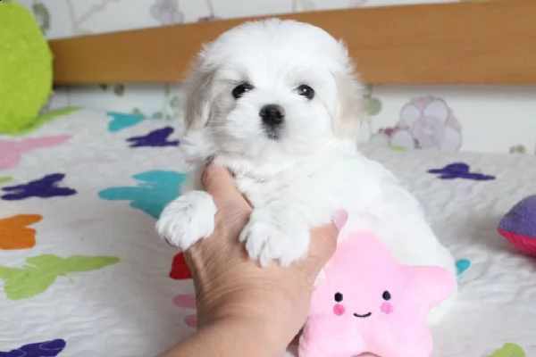 maltese toy bellissimi cuccioletto di barboncino  | Foto 2
