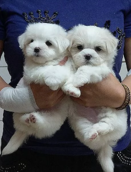 maltese toy bellissimi cuccioletto di barboncino 