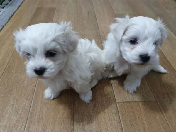 maltese toy bellissimi cuccioletto di barboncino  | Foto 0