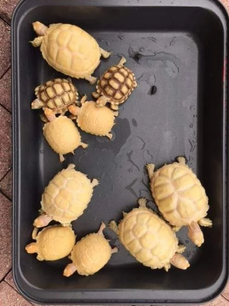 coppia di albino tartaruga sulcata