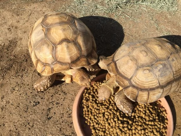 coppia di albino tartaruga sulcata | Foto 0