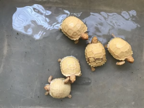 coppia di albino tartaruga sulcata