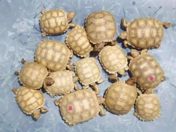 coppia di albino tartaruga sulcata