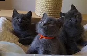 gattini certosini   adorabili gattini e carino maschio e femmine i nostri cuccioli sono 3 mesi di e