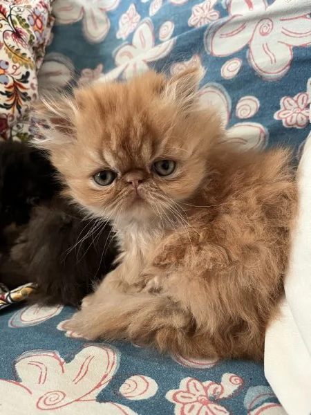 Cuccioline gatto persiano | Foto 4