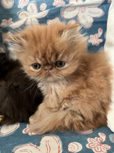 Cuccioline gatto persiano | Foto 3