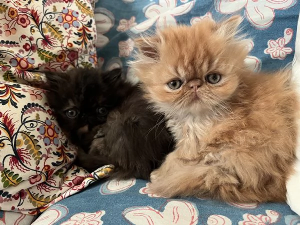 Cuccioline gatto persiano