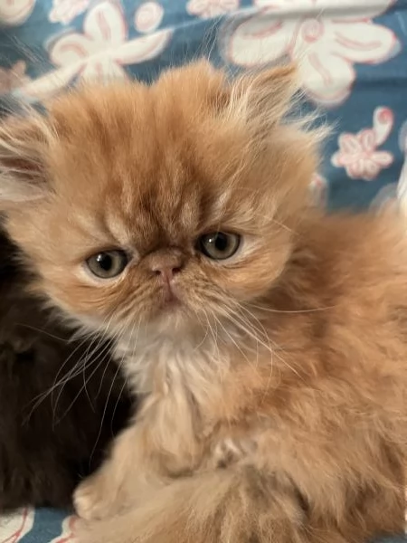 Cuccioline gatto persiano | Foto 1