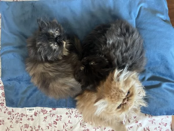 Cuccioline gatto persiano | Foto 0