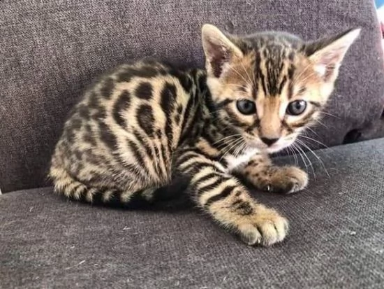i cuccioli gattini bengala allevati abbiamo 1 maschio e 1 femmina sinistra vi preghiamo di contatt