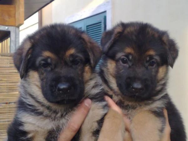 regalo cuccioli di pastore tedesco
