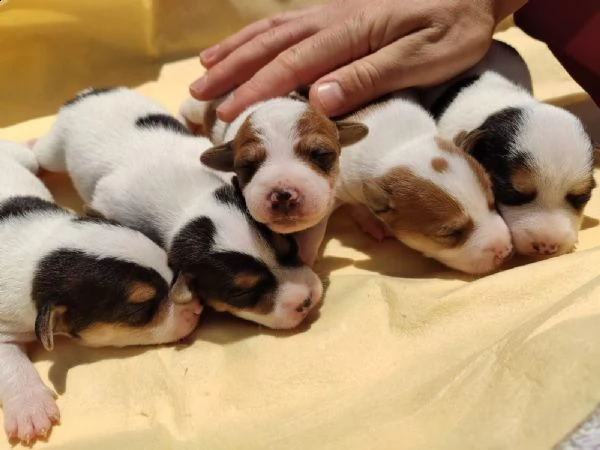 cuccioli di jack russell terrier 