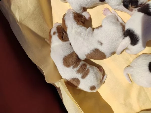 cuccioli di jack russell terrier  | Foto 3