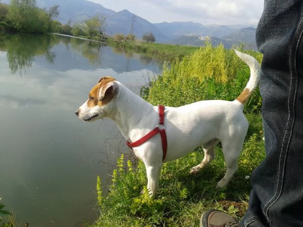 cuccioli di jack russell terrier  | Foto 2