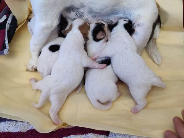 cuccioli di jack russell terrier  | Foto 1