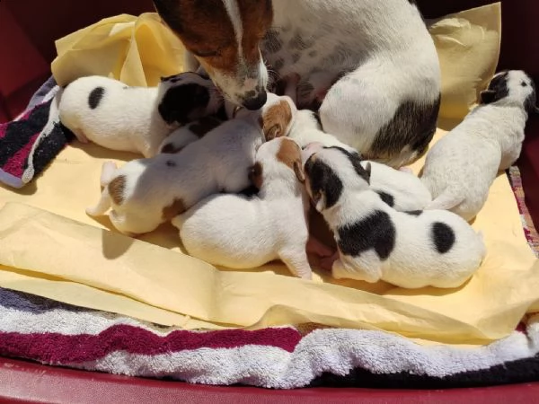 cuccioli di jack russell terrier  | Foto 0