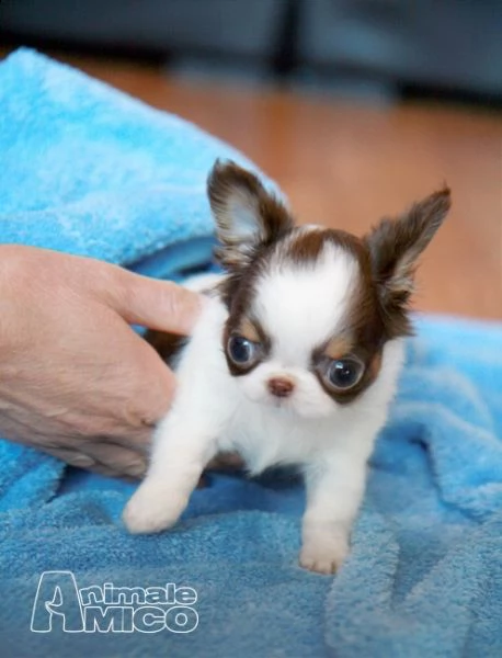 chihuahua cuccioli disponibile per ladozione