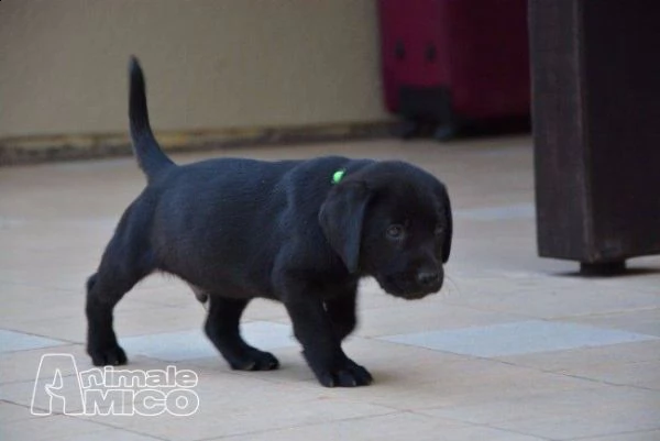 regalo labrador cioccolato cuccioli