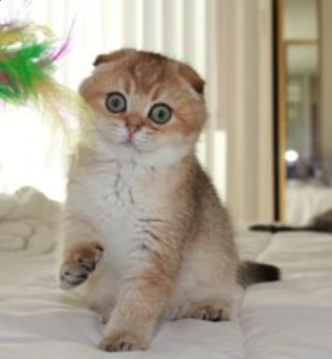 gattini di scottish fold gratuitoabbiamo cuccioli di scottish fold disponibile versione maschile e