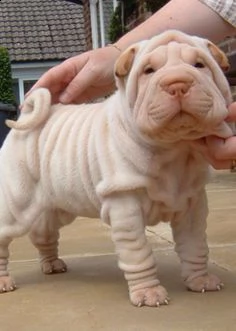offro in regalo chinese sharpei cuccioli con pedigree  cuccioli di chinese sharpei siamo urgentem