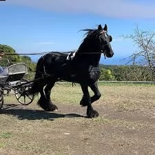 cavallo frisone  8 anni  alla ricerca di un nuovo fantino  ottimo carattere bellissimo movimento