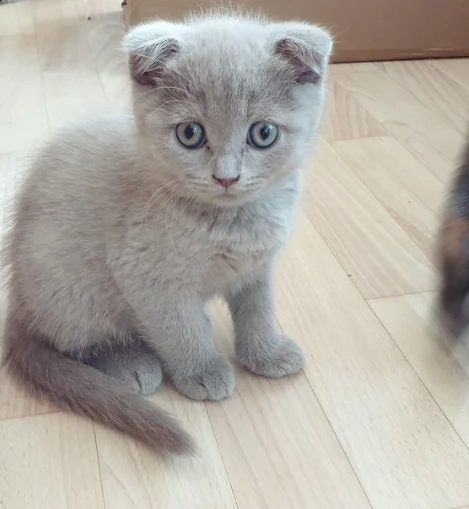 offro in regalo british shorthair gattini con pedigree  cuccioli di  british shorthair siamo urgent