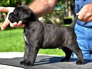 offro in regalo cane corso cuccioli con pedigree  cuccioli di cane corso siamo urgentemente alla ri