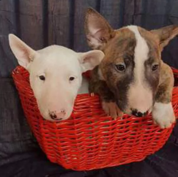 Regalo Bull Terrier Da Privato A Roma Allevamento Bull Terrier 27 06