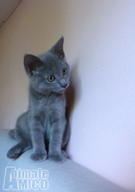 Vendita Certosino Da Privato A Reggio Emilia Gatto Certosino 31072014