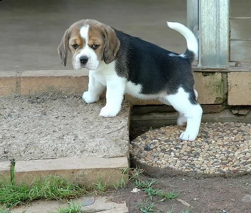 regalo cuccioli beaglepedigree encimaschi e femmine