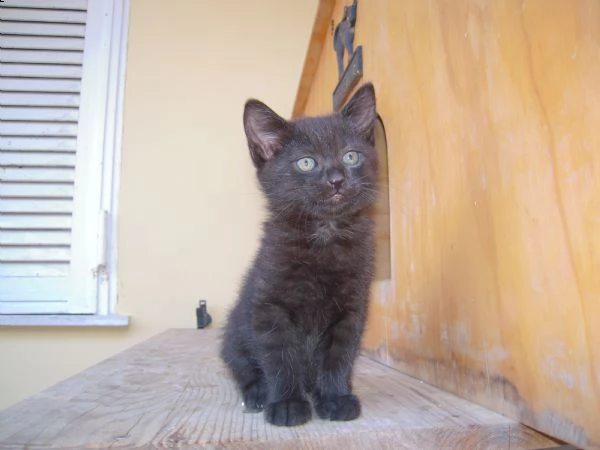 gattini stupendi e simpatici | Foto 2