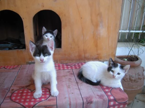 gattini stupendi e simpatici | Foto 1