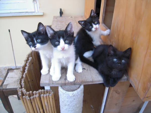 gattini stupendi e simpatici