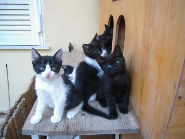 gattini stupendi e simpatici | Foto 0