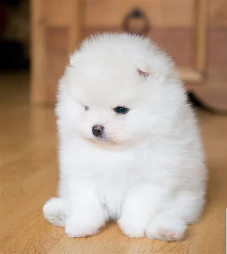 cuccioli di maltipoo 
