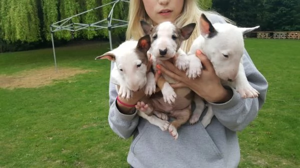  adorabili cuccioli di bull terrier  in regalo
